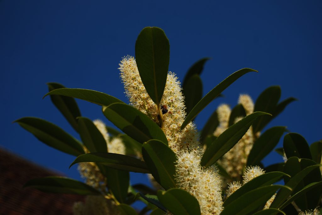 A photograph of interesting flowers on a laurel tree. The sky behind is a pure, deep blue and there is a bee on one of the cream flowers.