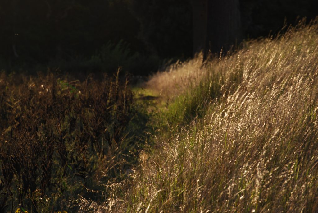 Golden sunlight hitting a grass bank at the edge of a field.