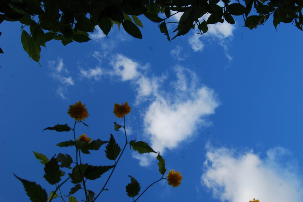 Photo of small yellow flowers against a blue sky.