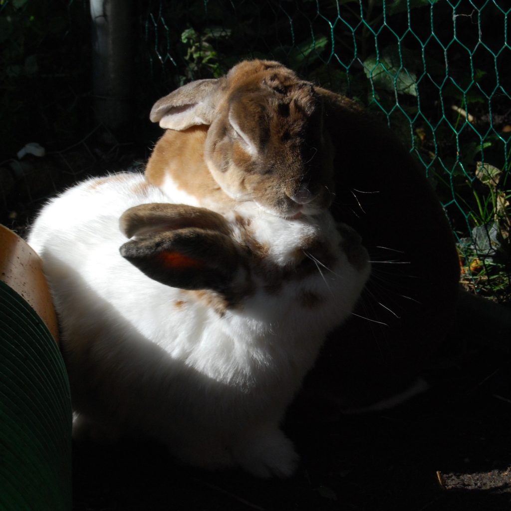 A brown rabbit is grooming a white rabbit.