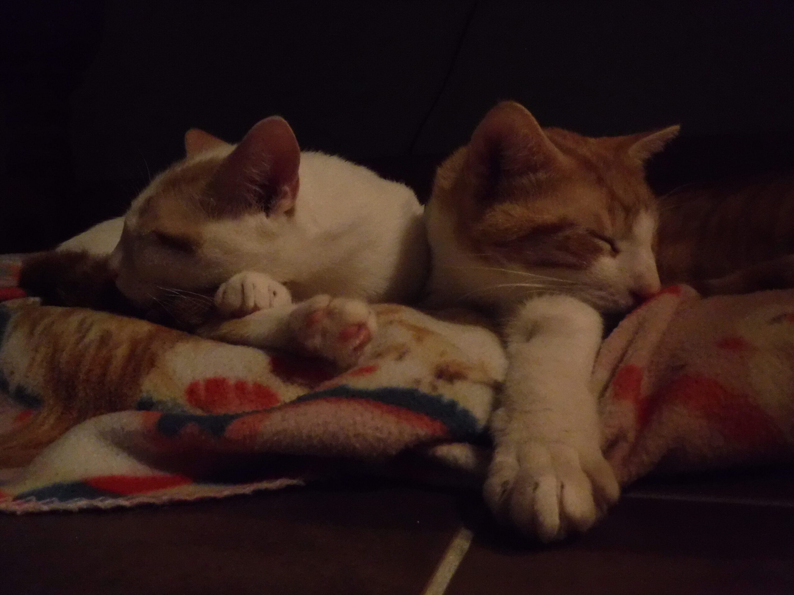 Two cats lie asleep on a soft blanket. One is white with ginger patches, the other ginger with white patches.