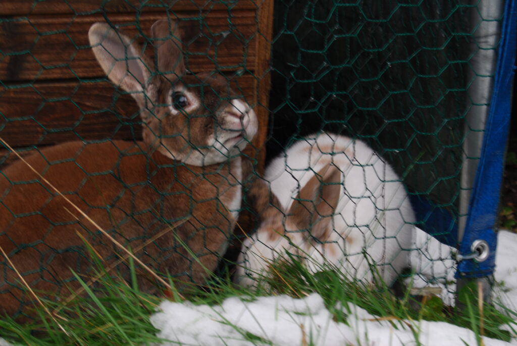 Two rabbits behind cage wire, a brown one with white patches is sniffing it. The white rabbit next to him has her nose to the ground.