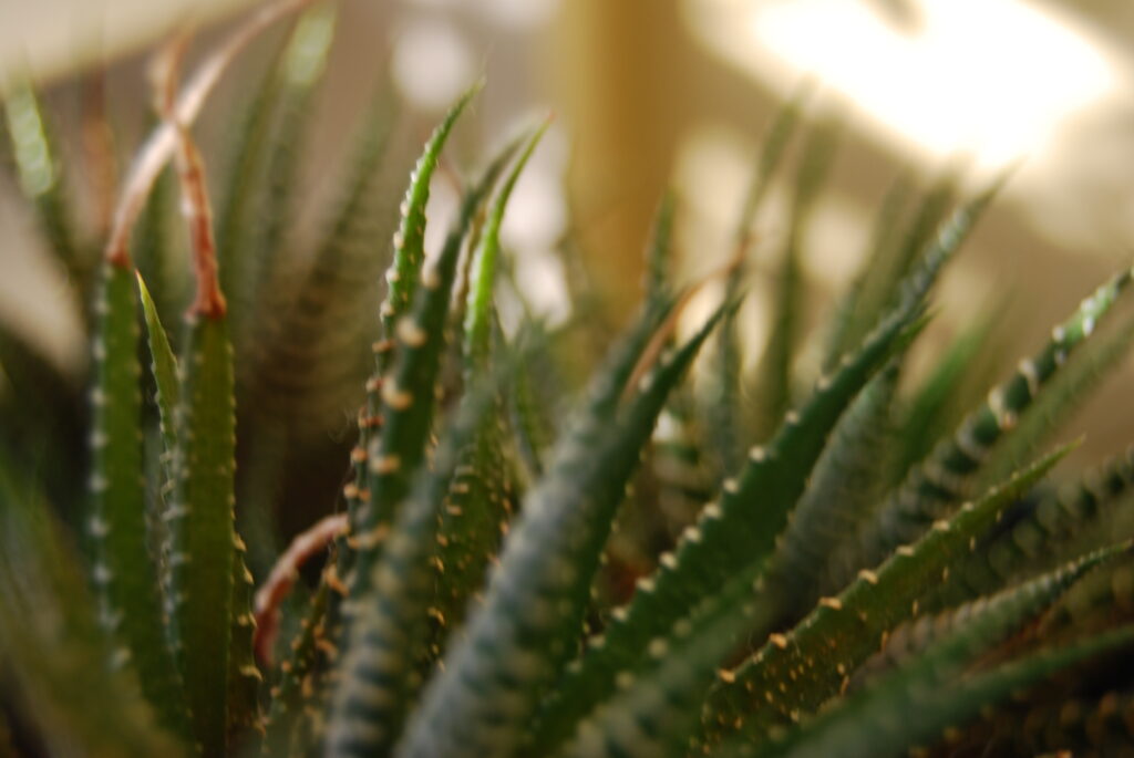 A close up photo of a succulent plant, the points are reaching up, some blurred and some in focus. It creates a soft, wavy feeling.