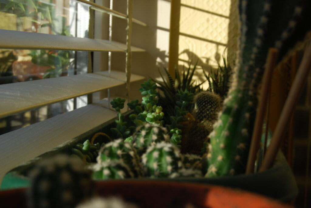 A tray of various cacti and succulents on a windowsill.