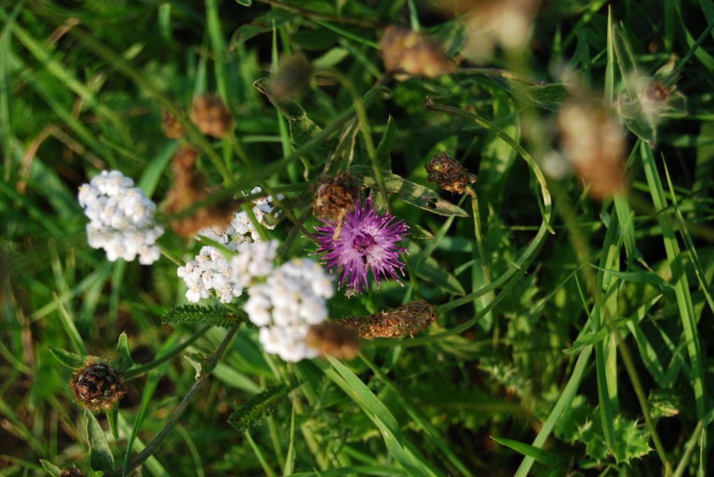 White and purple flowers in grass