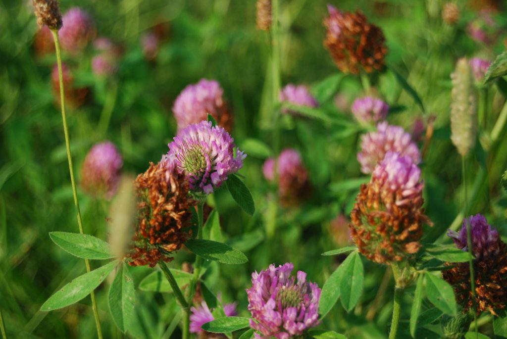 photo of pink clover flowers in grass