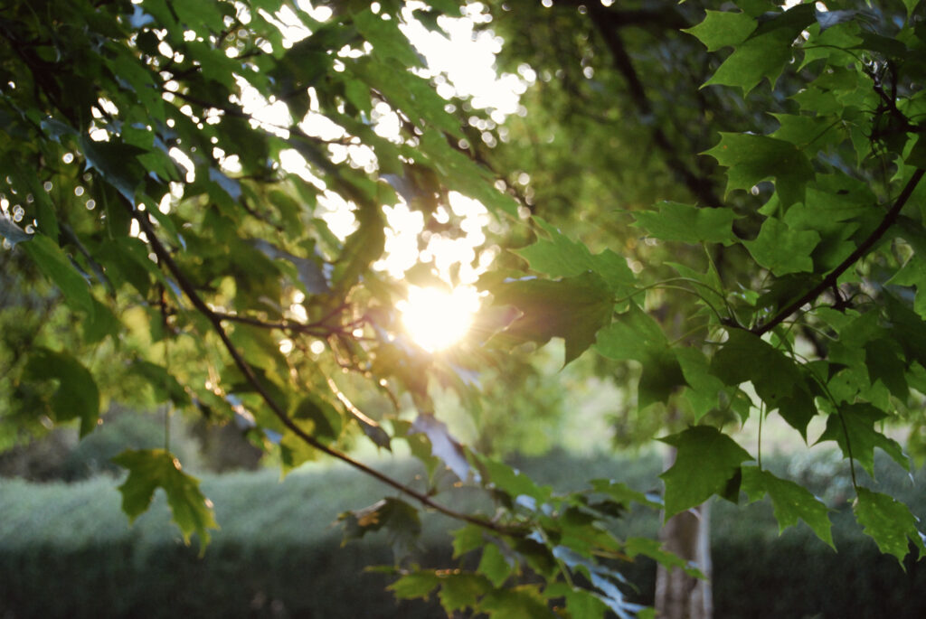 Photo of sunlight through leaves of a tree.