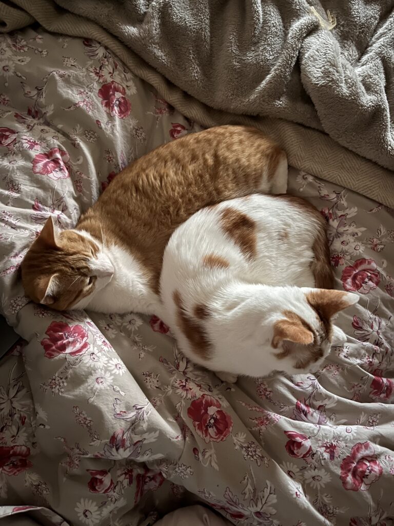 Two cats resting on a floral bedspread.