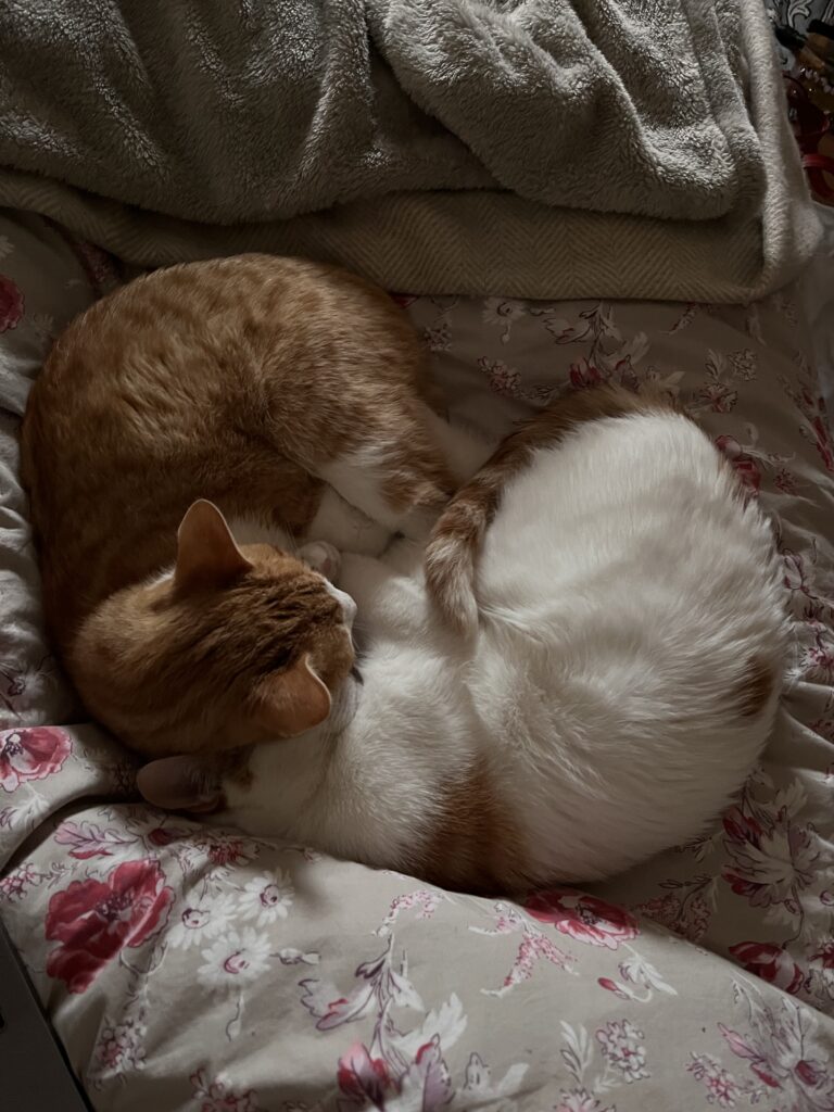 Two cats curled up on a floral bedspread.